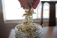 How to Grow Sprouts at Home