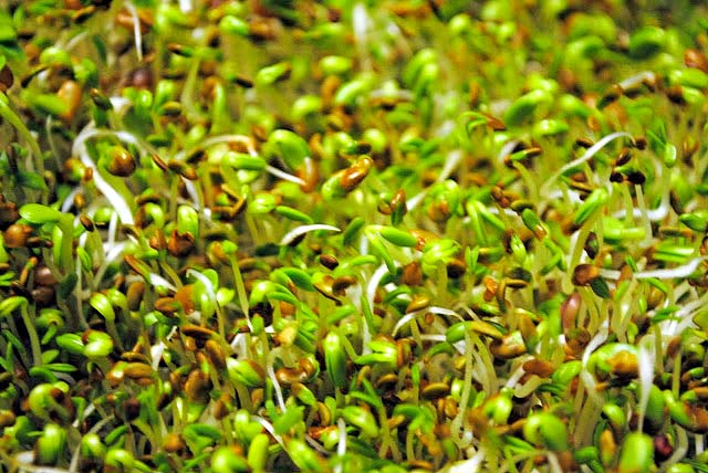 How to Grow Sprouts at Home