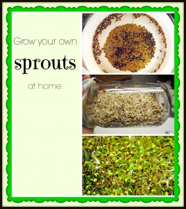Growing Your Own Sprouts at Home